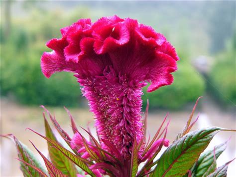 雞冠花風水